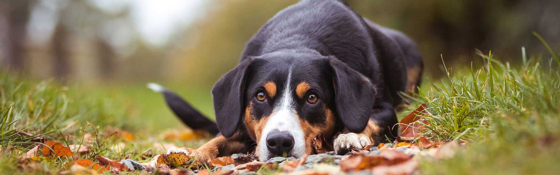 Fellgeruch beim Hund Fellgeruch beim Hund