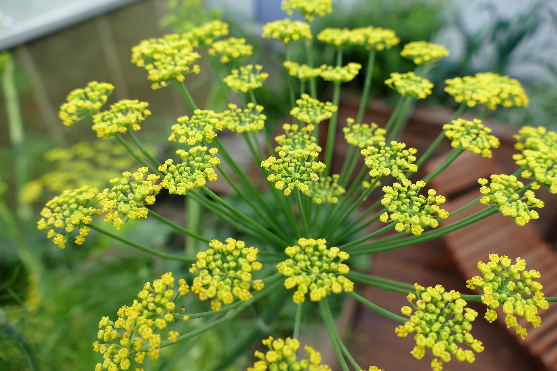 Fenchel - der leckere Krampflöser Fenchel - der leckere Krampflöser
