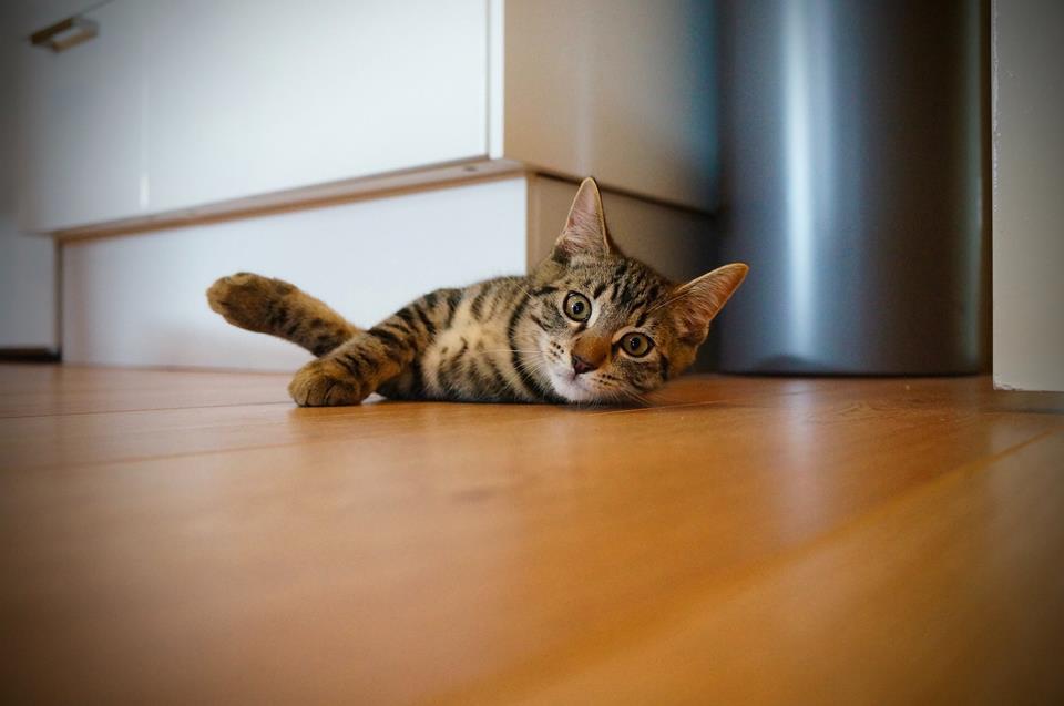 Gerüche auf der Katzentoilette Gerüche auf der Katzentoilette