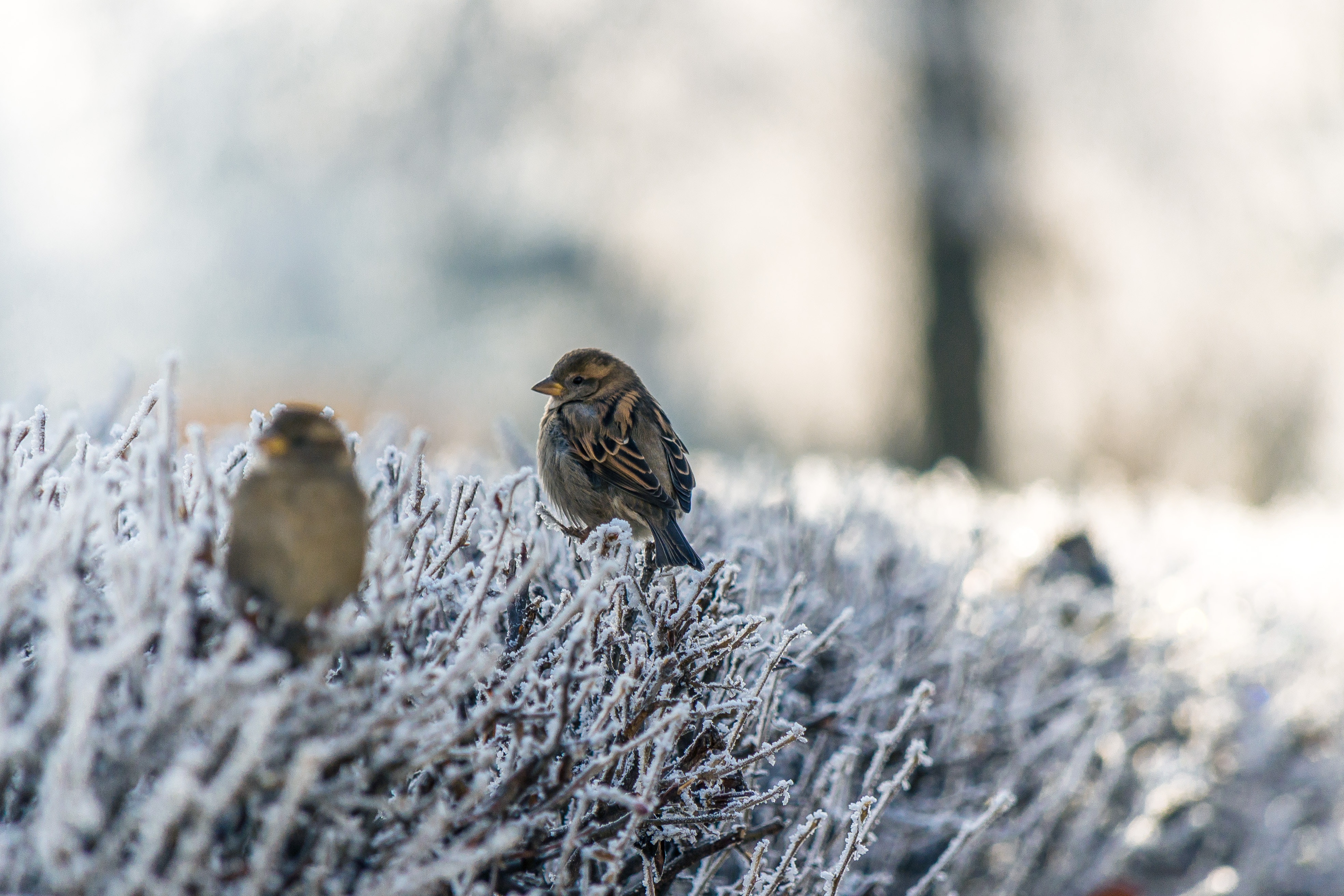 Wildvögel im Winter unterstützen Wildvögel im Winter unterstützen
