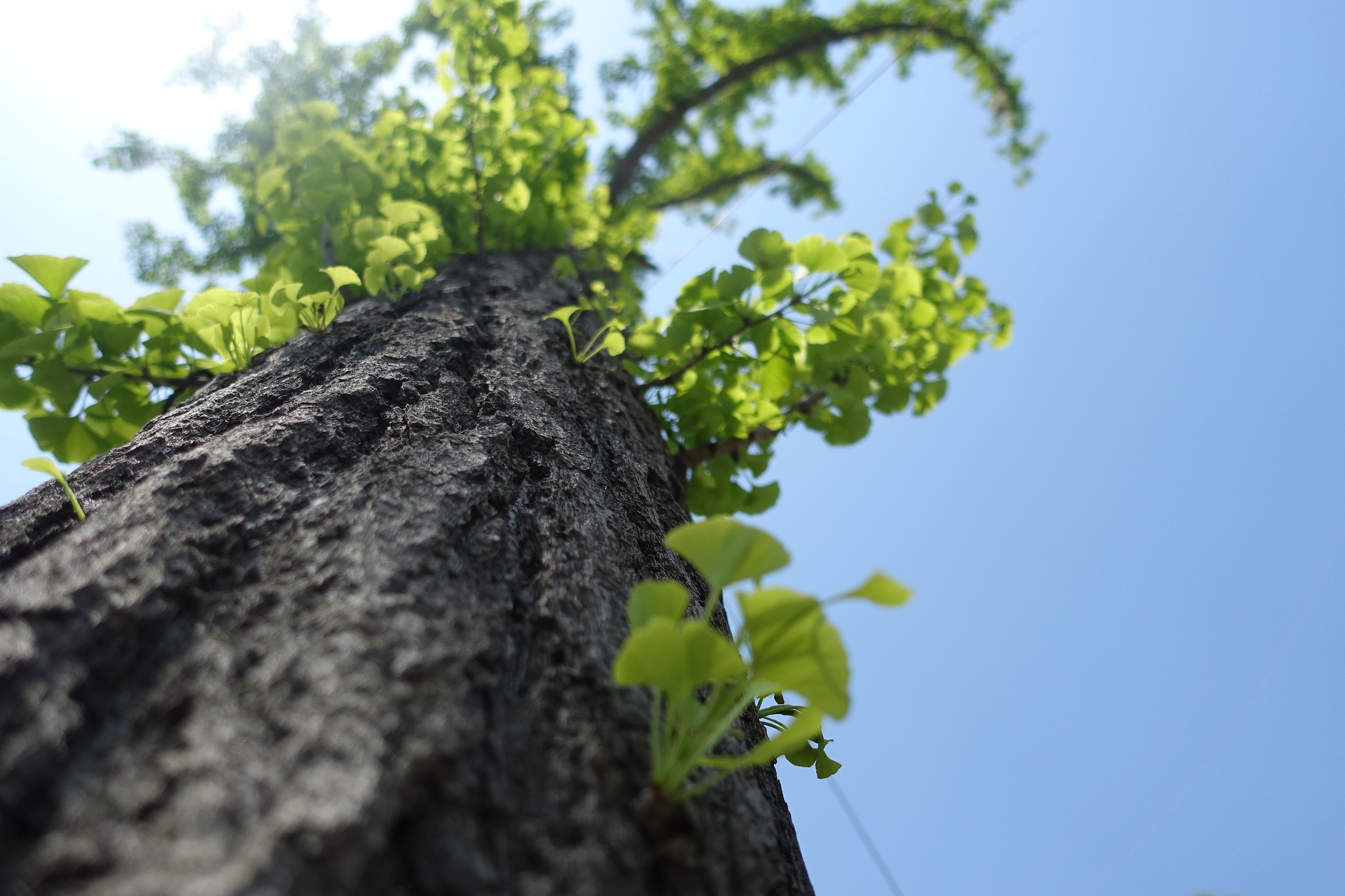 Ginkgo - die Pflanze mit dem Sauerstoff-Kick Ginkgo - die Pflanze mit dem Sauerstoff-Kick