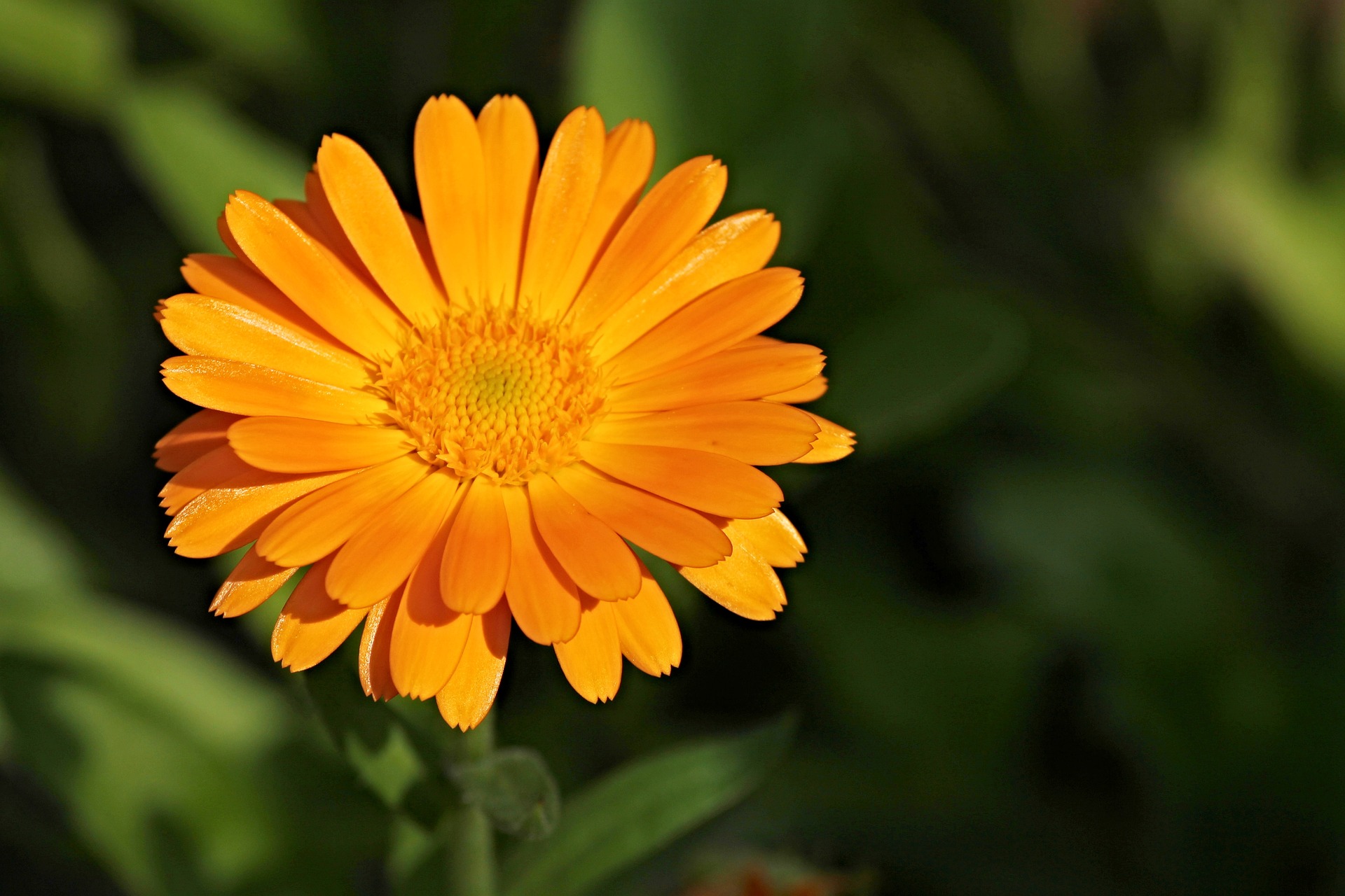 Ringelblume Ringelblume
