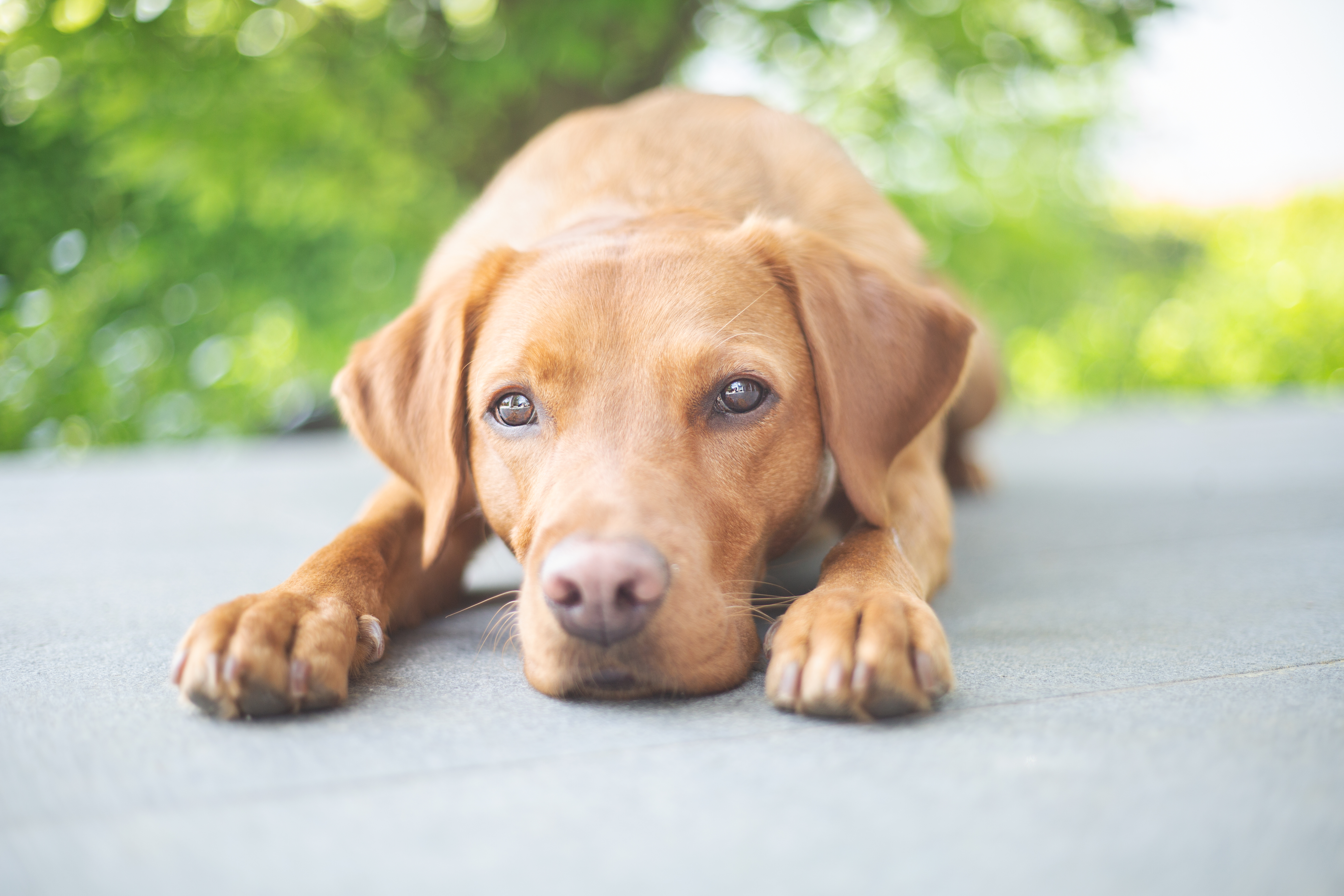 Online-Sprechstunde - EM-Fütterung von Hunden Online-Sprechstunde - EM-Fütterung von Hunden