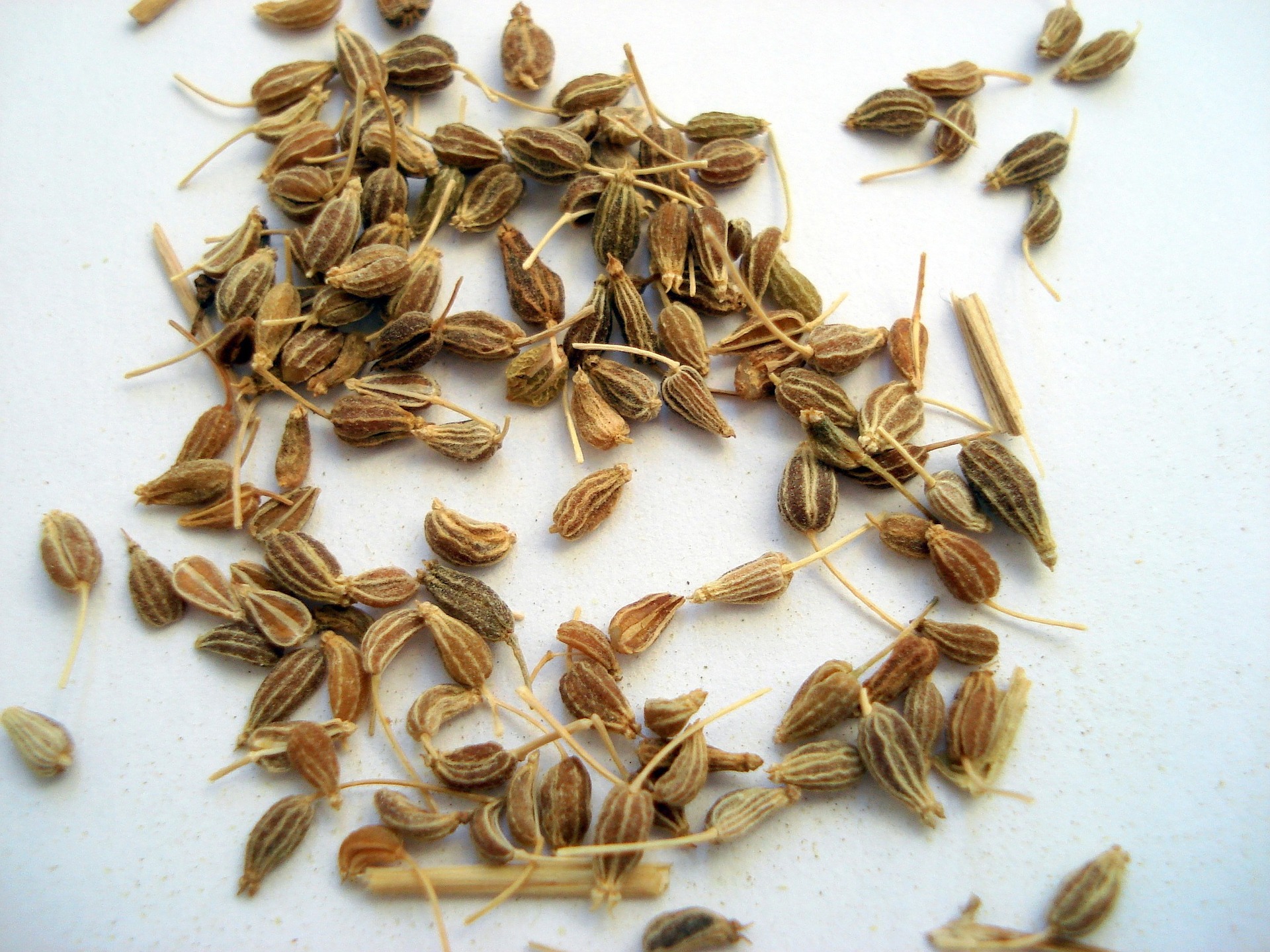 Anis - aromatisch & wirkungsvoll Anis - aromatisch & wirkungsvoll