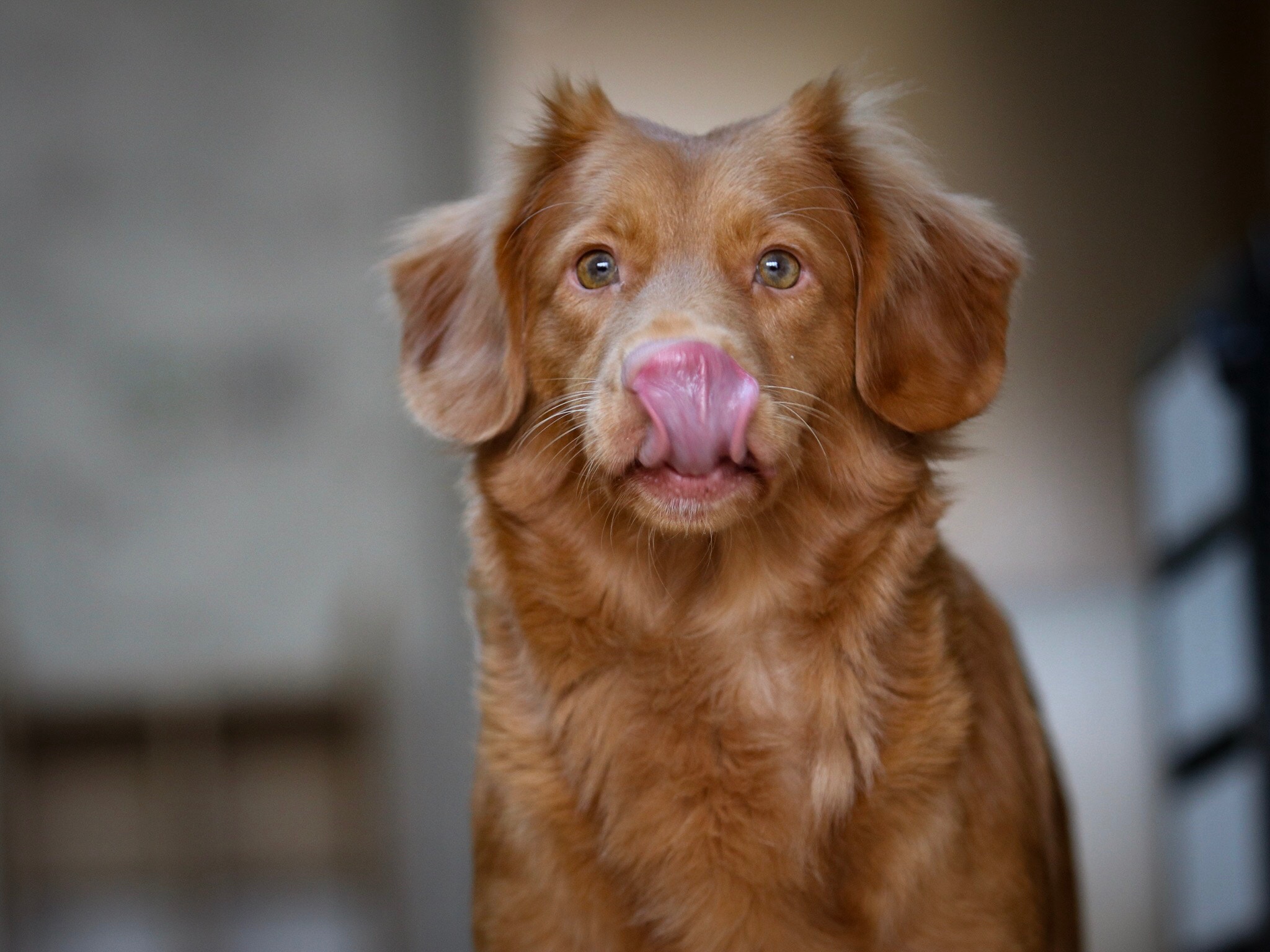EM-Fütterung von Hunden (1/2) EM-Fütterung von Hunden (1/2)