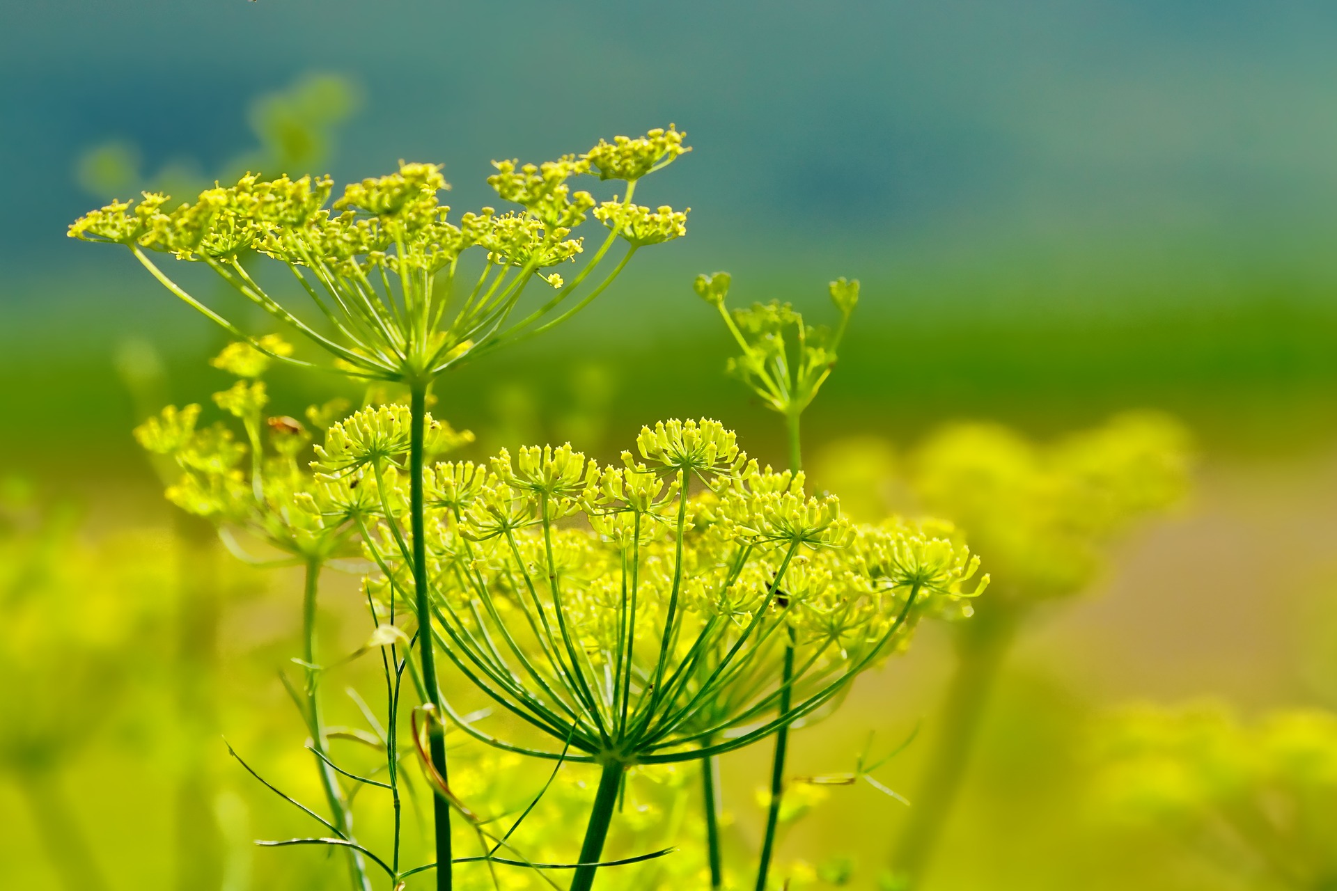 Fenchel - der leckere Krampflöser Fenchel - der leckere Krampflöser