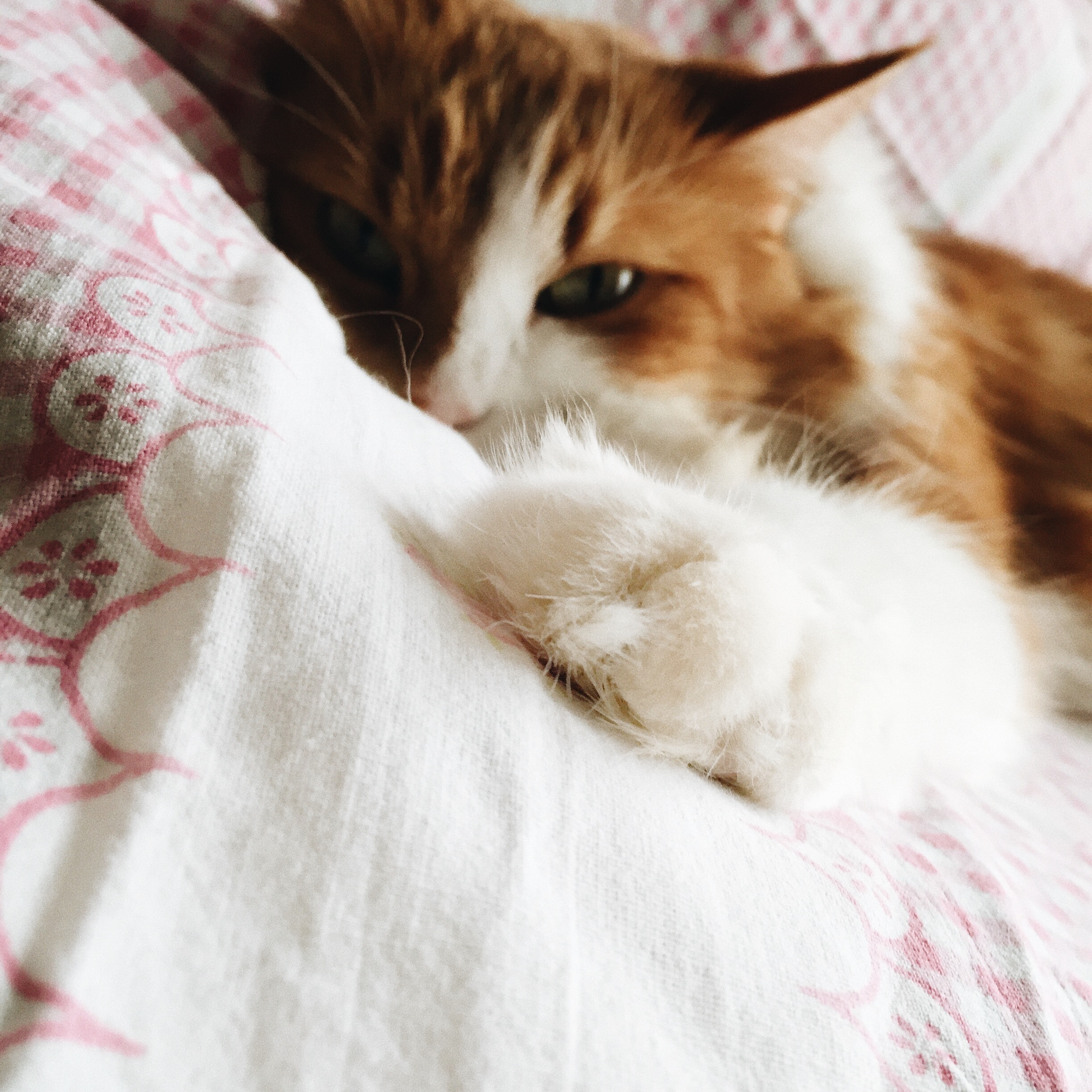 warum Katzen kratzen warum Katzen kratzen