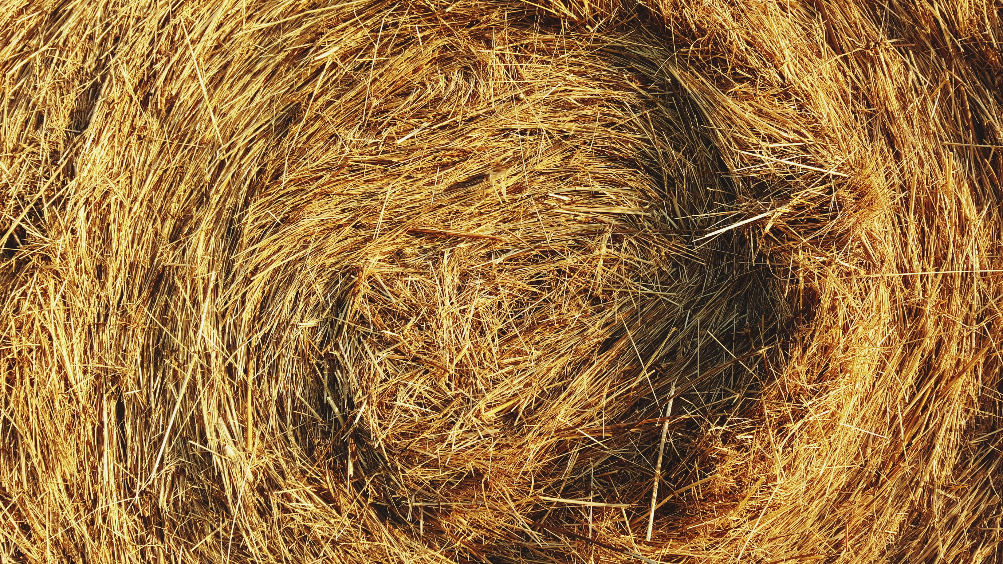 Heu - das Grundfuttermittel für Pferde Heu - das Grundfuttermittel für Pferde