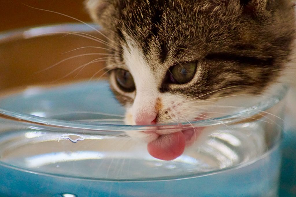 Welche Milch Durfen Katzen Trinken Wissen Sie schon, dass … normale Kuhmilch von Katzen nicht verdaut