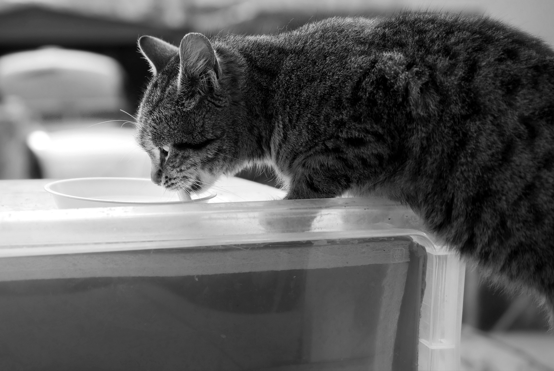Wissen sie schon, dass ... normale Kuhmilch von Katzen nicht verdaut werden kann? Wissen sie schon, dass ... normale Kuhmilch von Katzen nicht verdaut werden kann?