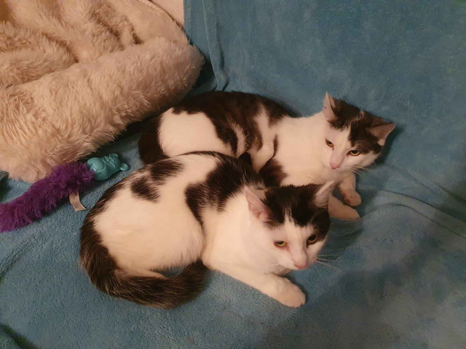 Felix & Mausi haben ihr Für-immer-Zuhause gefunden Felix & Mausi haben ihr Für-immer-Zuhause gefunden