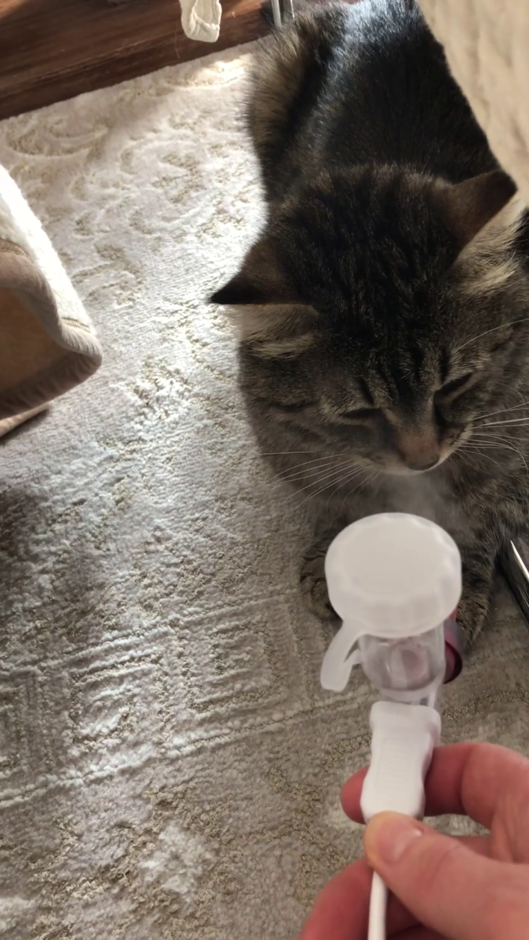 Katze inhalieren, nur wie? Huf und Pfote