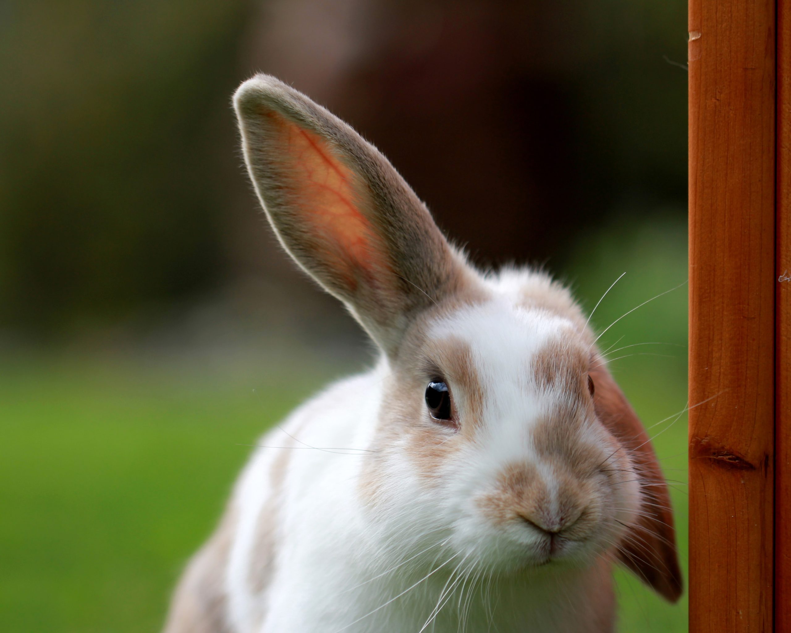 Frohe Ostern Frohe Ostern