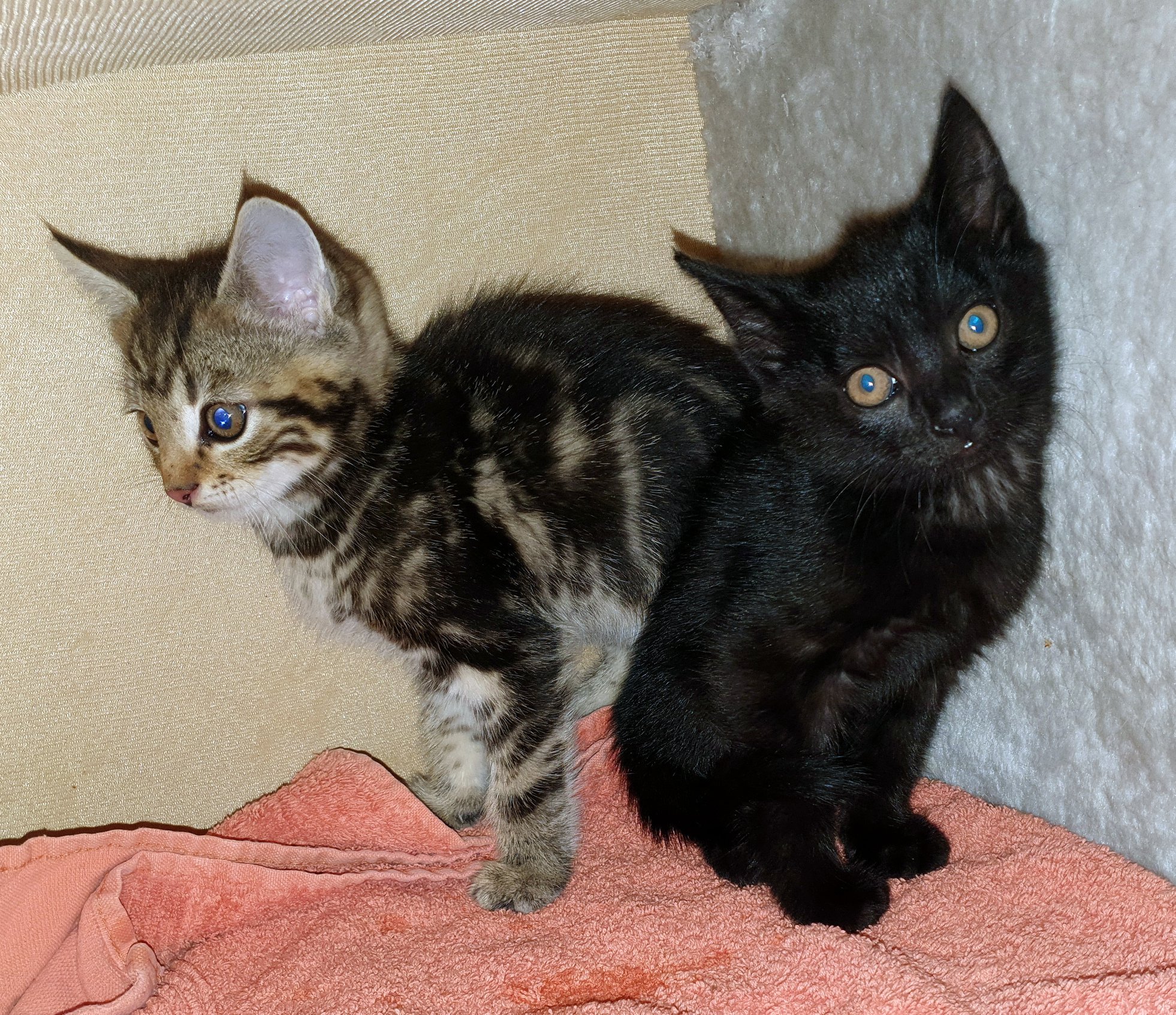 Nika & Simba suchen ihren Menschen Nika & Simba suchen ihren Menschen