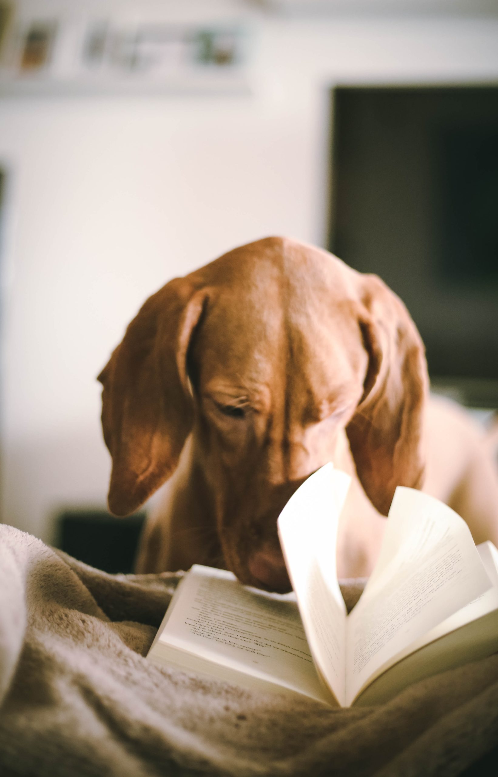 Wissen Sie schon, dass ... faul sein für Ihren Hund etwas ganz Normales ist? Wissen Sie schon, dass ... faul sein für Ihren Hund etwas ganz Normales ist?